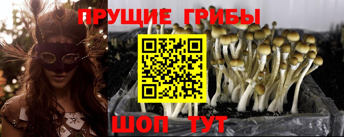Заречный  Галлюциногенные грибы Psilocybine cubensis  Псилоцибиновые грибы MAGIC MUSHROOMS  Вход с VPN 
